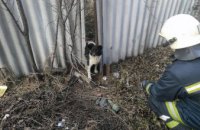 В Павлограде спасатели освободили застрявшую в заборе собаку (ФОТО)
