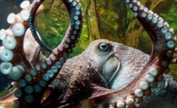 В Новой Зеландии из аквариума сбежал осьминог