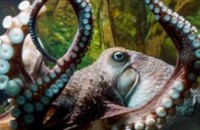 В Новой Зеландии из аквариума сбежал осьминог