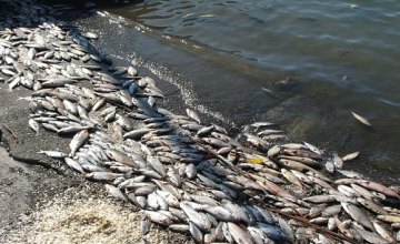 Недостаток кислорода стал причиной массового мора рыбы в Днепропетровской области, - Госрыбагенство