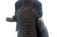 В британском зоопарке слониха сделала селфи на потерянный iPhone (ФОТО)