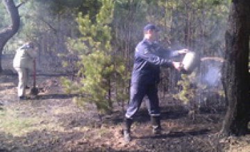 В Павлограде несколько часов спасатели тушили лесной пожар