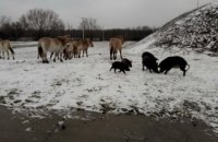 Как зимуют обитатели промышленного заповедника на территории Павлоградского химзавода