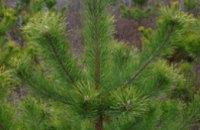 Где и почем можно купить елки в Днепропетровске (АДРЕСА)