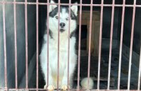 Оперують, лікують, доглядають.: як у дніпровському КП «Зооконтроль» опікуються тваринами, зокрема й евакуйованими 