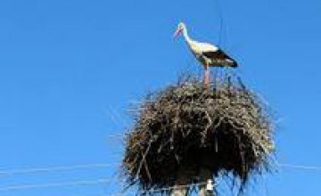 Энергетики ДТЭК Днепрооблэнерго установили 54 гнезда аистов на специальные платформы