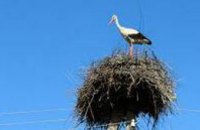 Энергетики ДТЭК Днепрооблэнерго установили 54 гнезда аистов на специальные платформы
