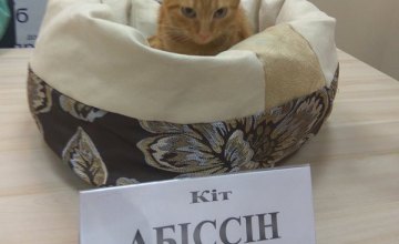 В Днепре появится уникальный реабилитационный центр для кошек