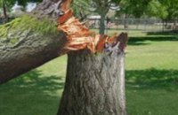 В Днепродзержинске женщину убило дерево