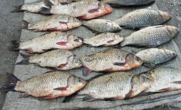 На Днепропетровщине в течение выходных изъяли почти 500 кг незаконно добытой рыбы