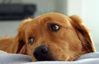 В Никополе собака застряла в вольере: на помощь пришли спасатели (ВИДЕО)