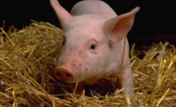 150 украинских свиней уехали в Грузию