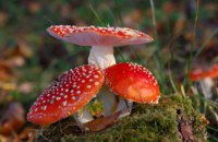 ​В 2018 году на Днепропетровщине отравились грибами 7 человек