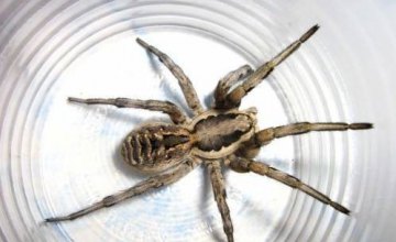 В Днепре распространились южнорусские тарантулы (ФОТО)