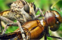 Ученые обнаружили неизвестный вид мух-убийц