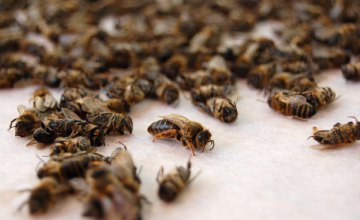 На Днепропетровщине две недели продолжается массовая гибель пчел, - пасечник