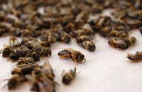 На Днепропетровщине две недели продолжается массовая гибель пчел, - пасечник
