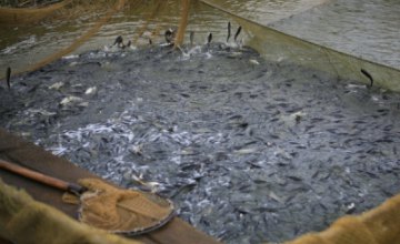 На Днепропетровщине в Макортовское водохранилище выпустили 210 тыс. экземпляров мальков рыбы 