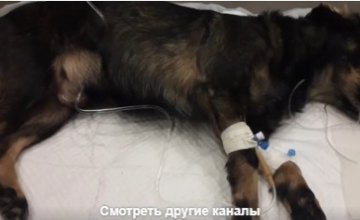 В Днепре спасли собаку, у которой застряла кость в пищеводе
