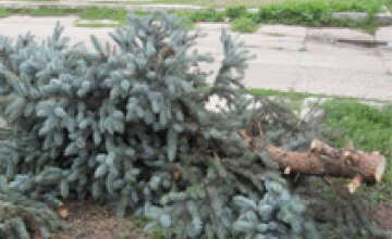 В Днепропетровской области зажгут более 35 тыс. легальных елок
