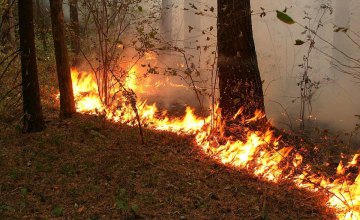На Днепропетровщине сгорело более 4 гектар леса
