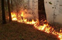 На Днепропетровщине сгорело более 4 гектар леса