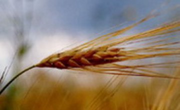 Цены на зерно подскочили до 2-летнего максимума 