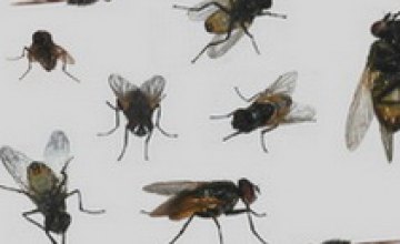 Художник из Запорожья создал серию картин из мух