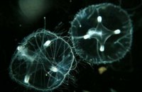 В Днепре на ж/м Красный Камень обнаружили медуз-хищников (ВИДЕО)
