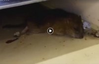 ​В супермаркете Днепра покупатели обнаружили дохлую крысу (ФОТО)