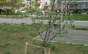 25 апреля будет производиться дополнительная закупка и высадка саженцев а рамках акции «Посади дерево – спаси город»