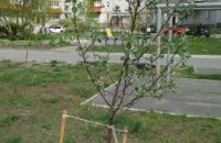 25 апреля будет производиться дополнительная закупка и высадка саженцев а рамках акции «Посади дерево – спаси город»