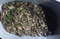 На Дніпропетровщині двоє рибалок виловили 1 200 раків 
