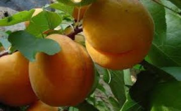 Из-за непогоды днепряне могут забыть об урожае абрикосов, персиков, слив, ранних яблок, - эксперт