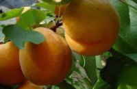 Из-за непогоды днепряне могут забыть об урожае абрикосов, персиков, слив, ранних яблок, - эксперт