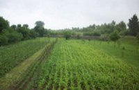 В Винницкой области 3 человека отравились химикатами во время обработки сада