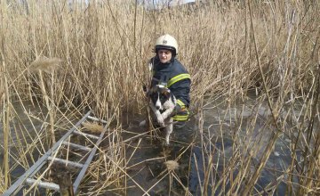 В Подгородном спасатели вытащили из реки собаку