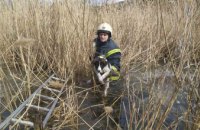 В Подгородном спасатели вытащили из реки собаку