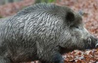 В лесах Днепропетровщины можно встретить гибрид европейской свиньи и уссурийского кабана, - эксперт