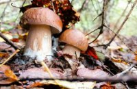 На Днепропетровщине растет число отравлений грибами: есть смертельные случаи