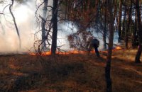 В Павлоградском районе горел лес (ФОТО)