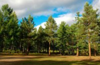 В Черниговской области родители потеряли в лесу свою дочь
