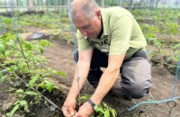 Вирощують овочі, з яких влітку куштують поживні салати: співробітники КП «Дніпровський електротранспорт» показали теплицю, за якою доглядають