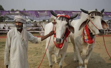 В Индии планируют создать министерство коров