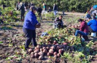 Зібрали 23 тонни буряка та картоплі, накрутили майже 150 банок огірків і томатів: здобутки «Садів Перемоги» Троїцької громади