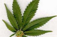 В Калифорнии марихуану будут открыто продавать на улицах