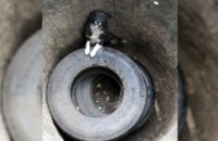 В Покровском районе из выгребной ямы спасли щенка (ФОТО)