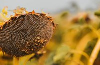 На Дніпропетровщині зібрали третину врожаю соняшника