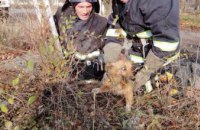 На Днепропетровщине спасатели достали собаку из заброшенного колодца глубиной 2,5 м (ФОТО)