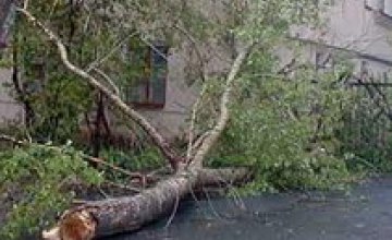 В Самарском районе Днепропетровска ветер повалил деревья 